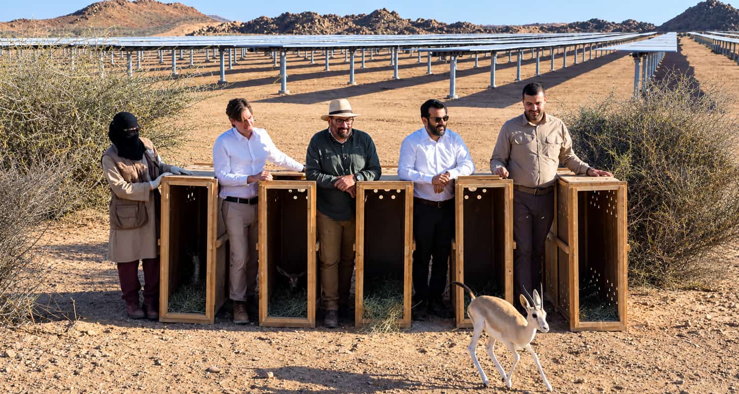 Saudi-arabische 250-MW-Solar-PV-Anlage dient als Basis für ein Zuchtprogramm für gefährdete Arten